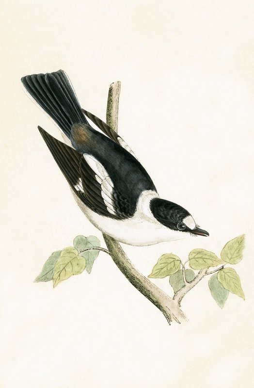 Witkraagvliegenvanger, illustratie uit 