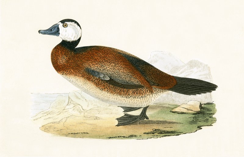 Witte kop eend, illustratie uit 
