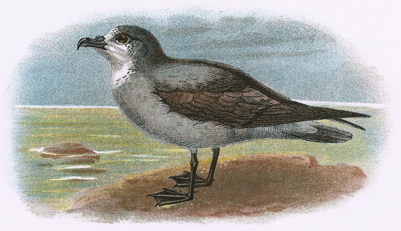 Witkeelgrijze Stormvogel door English School