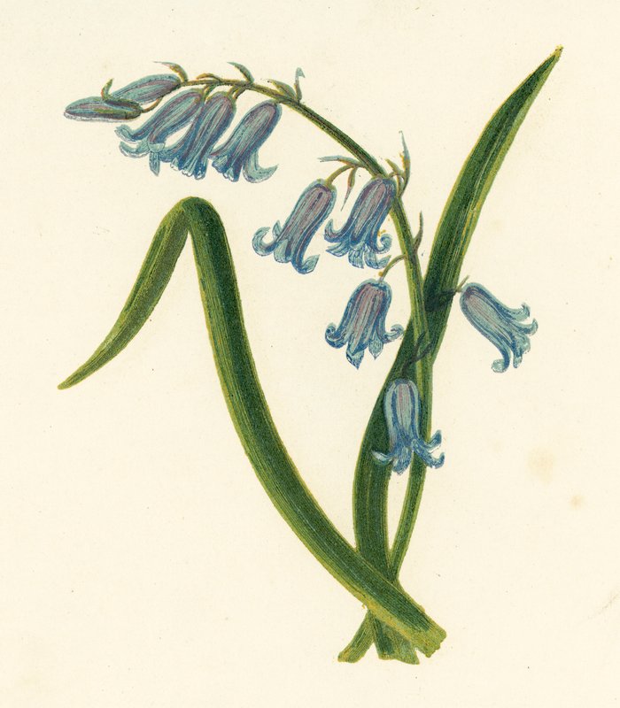 Wilde Hyacint, Hyacinthus Non-scriptus door English School