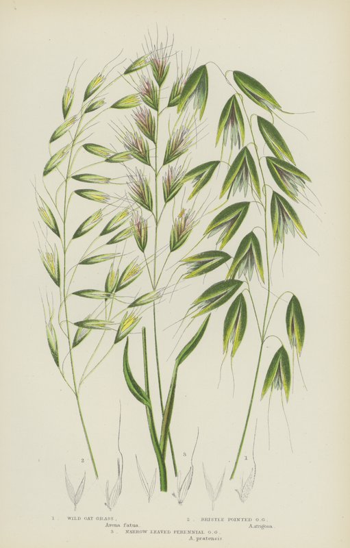 Wilde Havergras, Borstelpuntige Havergras, Smalbladige Meerjarige Havergras door English School
