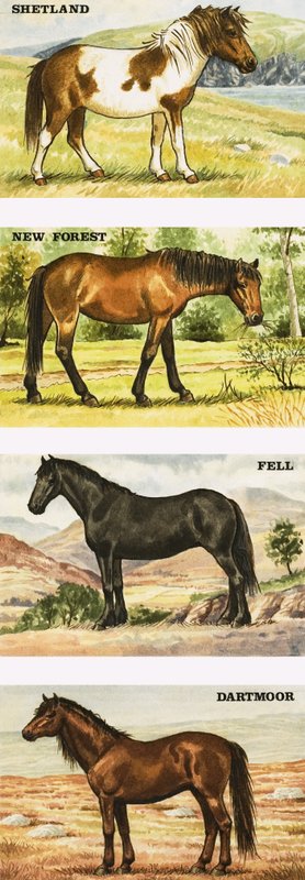 Wilde pony