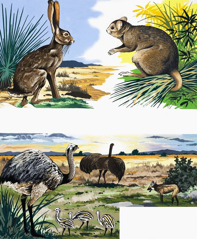 Wildlife montage door English School