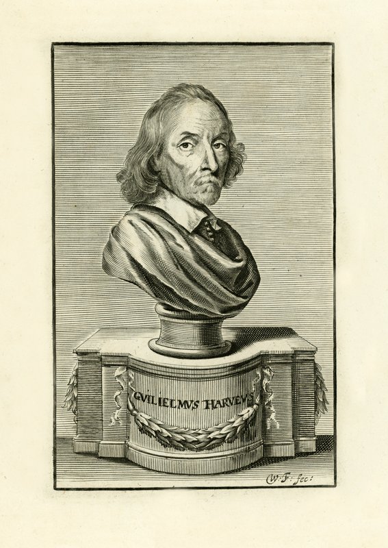 William Harvey door English School