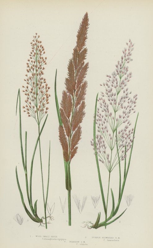 Hout Kleine Riet, Paarsbloemige Kleine Riet, Smalle Kleine Riet door English School