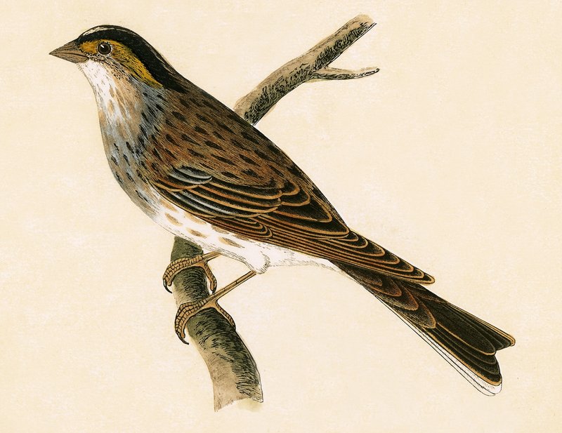 Geelbrauwgors, illustratie uit 