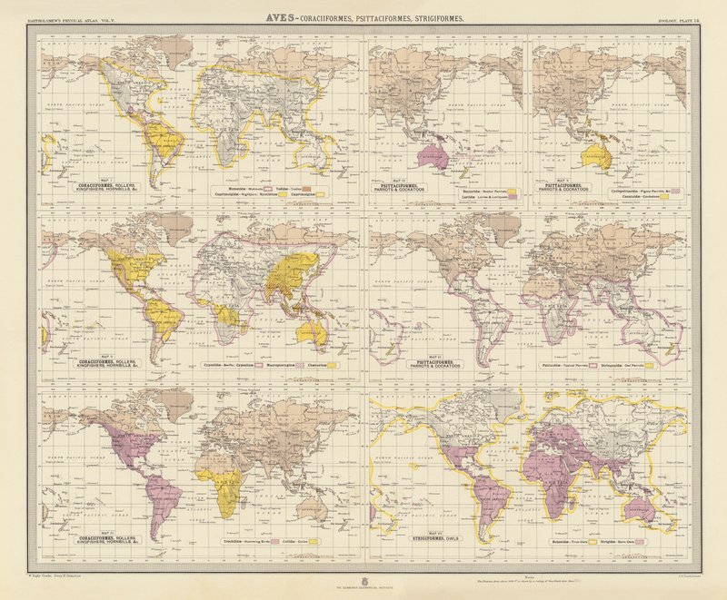 Zoogeografie: Aves, Coraciiformes, Psittaciformes, Strigiformes door English School