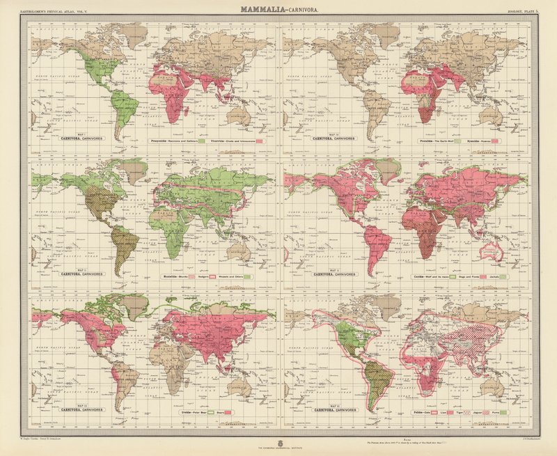 Zoogeografie: Mammalia, Carnivora door English School