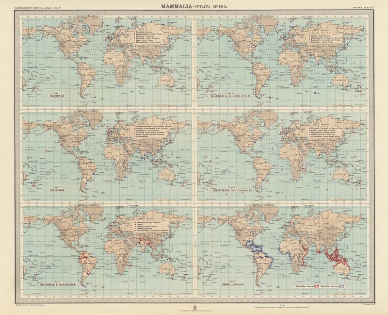 Zoogeografie: Mammalia, Cetacea, Sirenia door English School