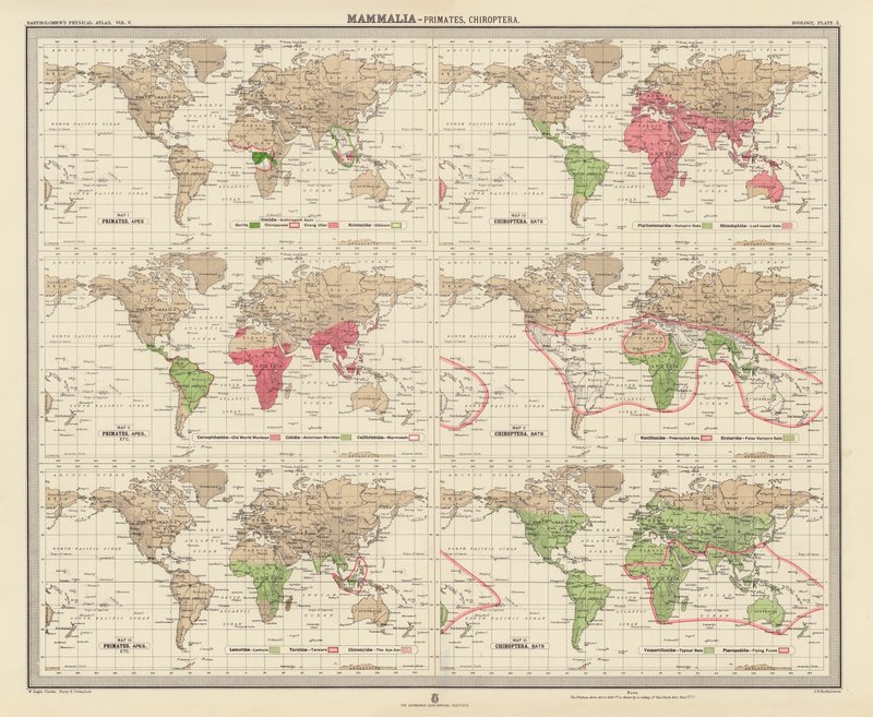 Zoogeografie: Mammalia, Primates, Chiroptera door English School