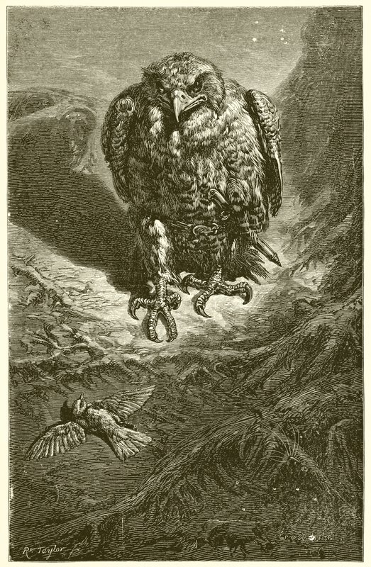 De havik en de nachtegaal door Ernest Henry Griset
