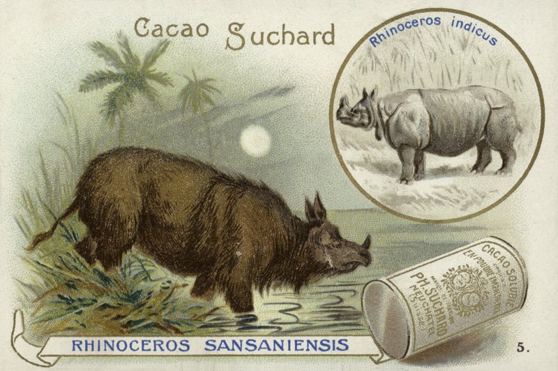 Rhinoceros Sansaniensis en Indische neushoorn door European School