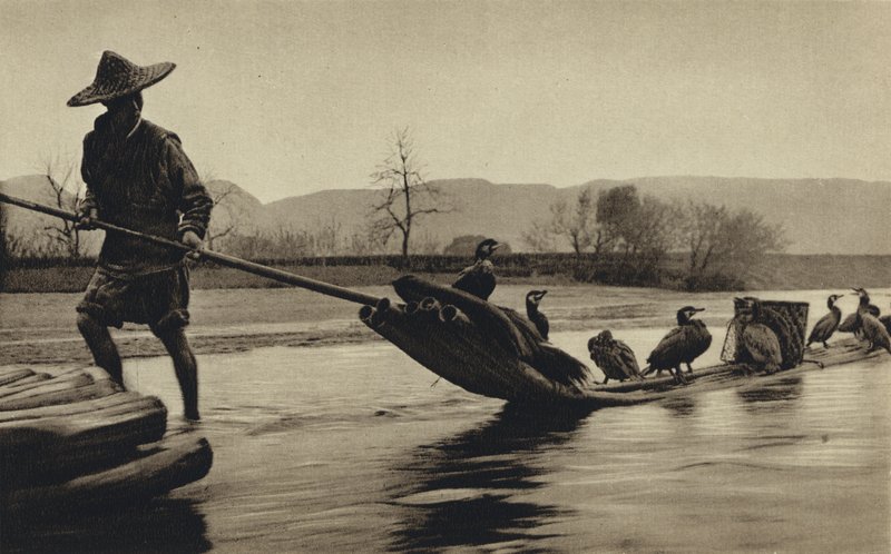 China, vissen met aalscholvers door European Photographer