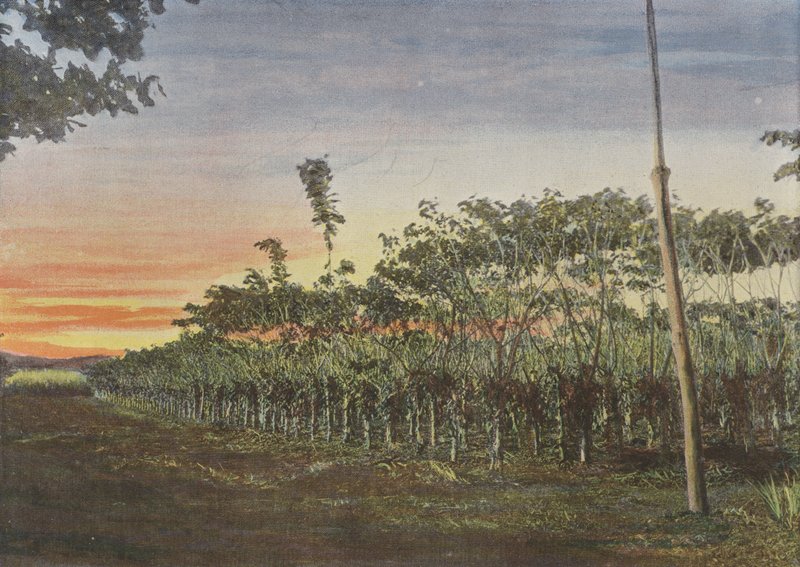 Vanilleplantage onder de acacia