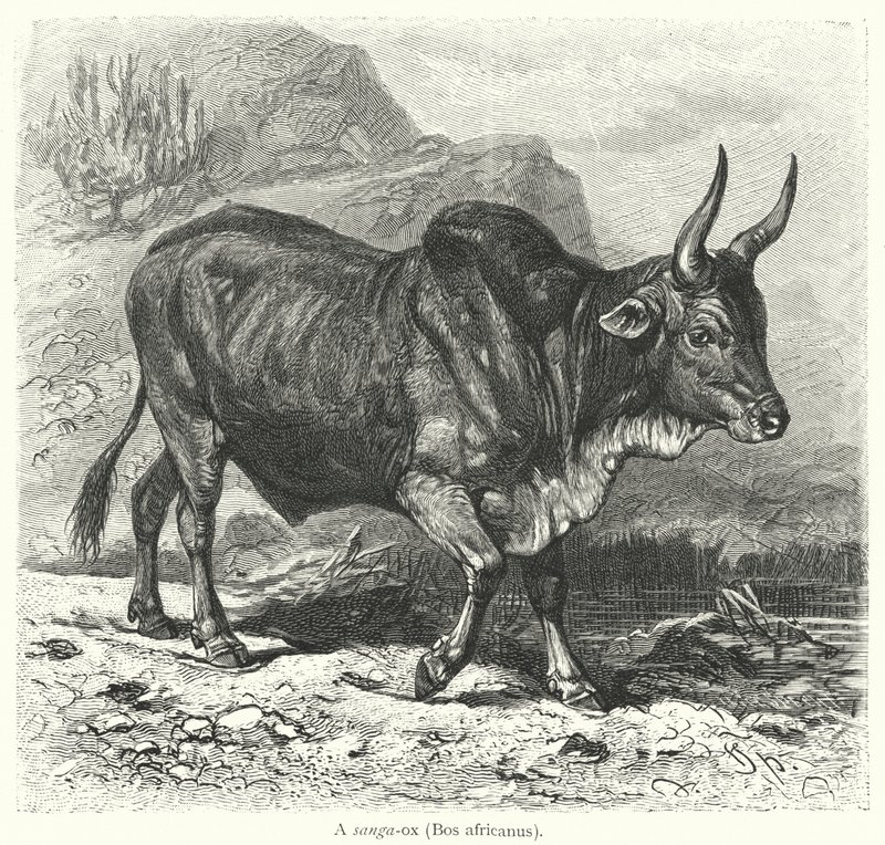 Een sanga-os, Bos africanus (gravure) door European School