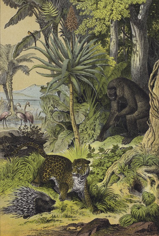Dieren en planten van Equatoriaal-Guinea door European School