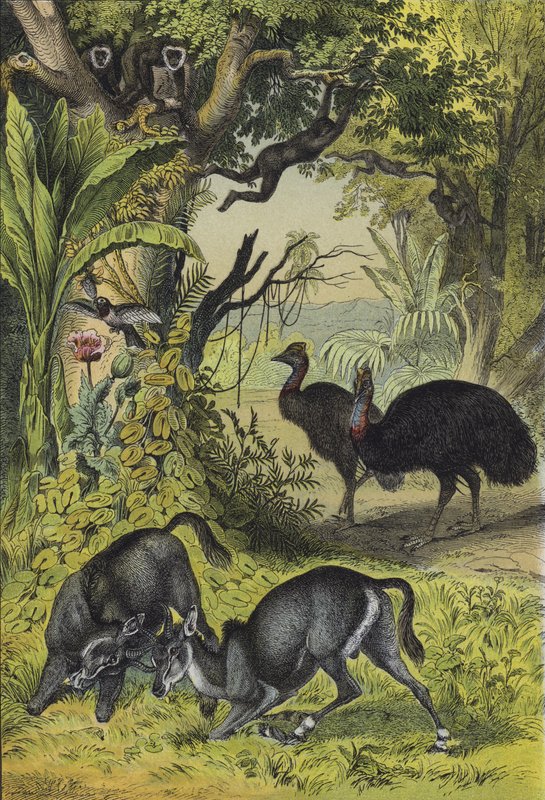 Dieren en planten van Zuid-Azië door European School