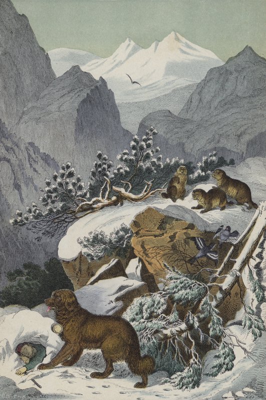 Dieren en planten van de Alpen door European School