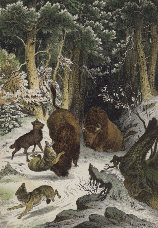Dieren en planten van het Bialowicz-woud, Litouwen (kleur litho) door European School
