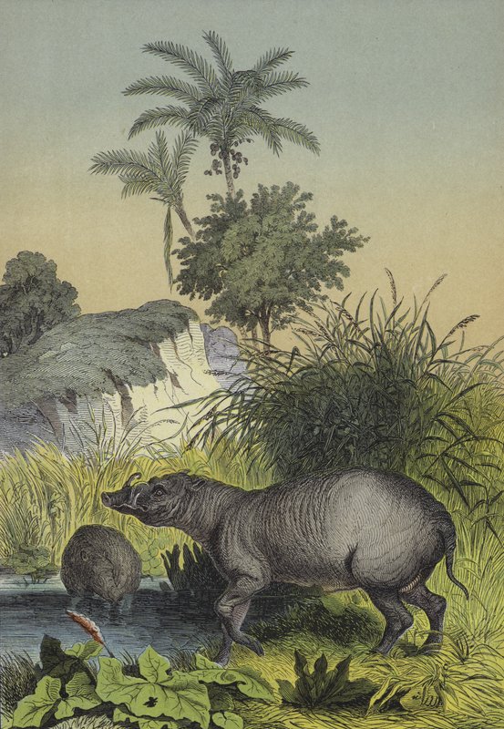 Dieren en planten van de eilanden van Zuid-Azië door European School