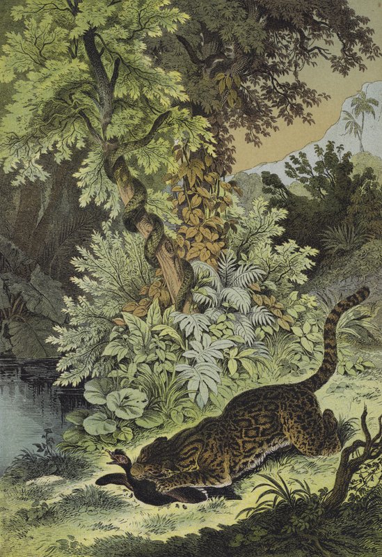 Dieren van Guiana door European School