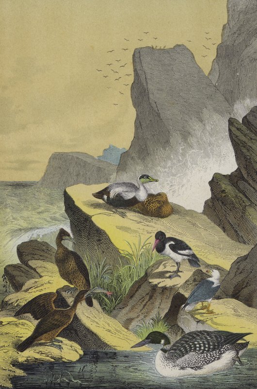 Vogels van de zeekusten van Noord-Europa door European School