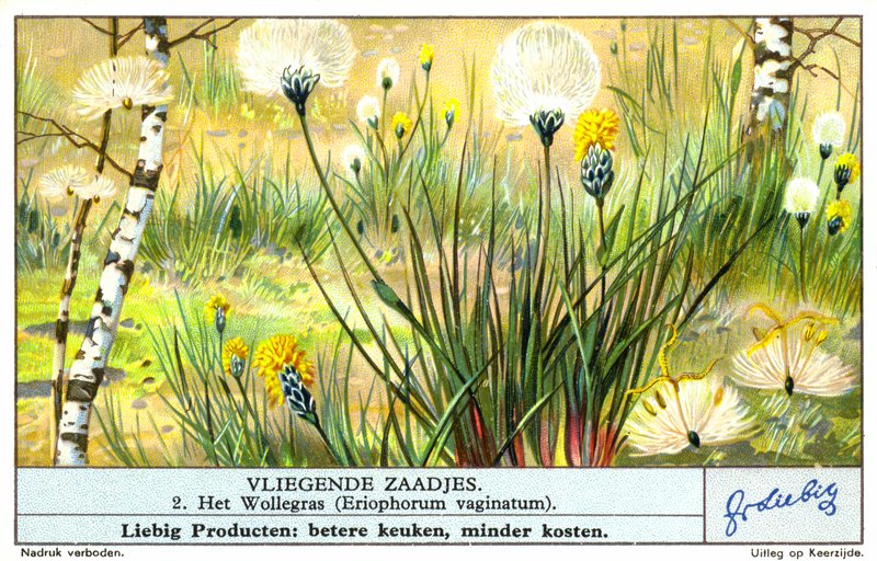 Cottongrass (Eriophorum vaginatum) (chromolitho) door European School