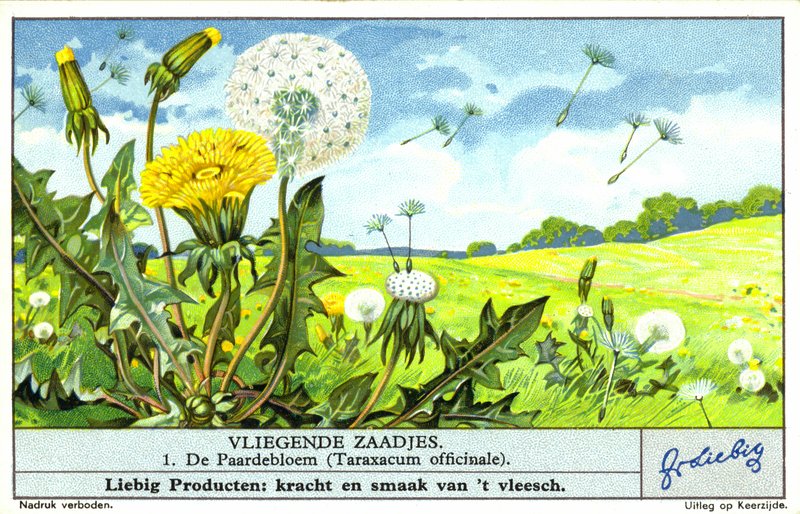 Paardenbloem (Taraxacum officinale) (chromolitho) door European School