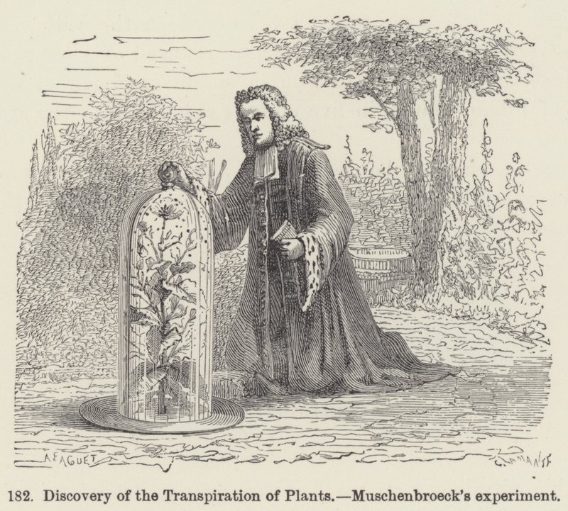 Ontdekking van de Transpiratie van Planten, Muschenbroeck