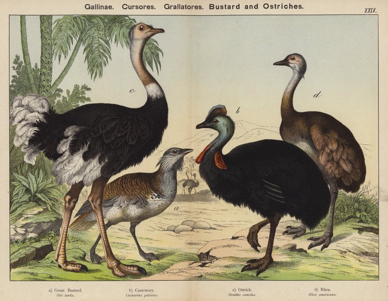 Gallinae, Cursores, Grallatores, Trap en Struisvogels door European School