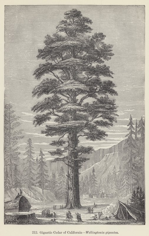 Gigantische Ceder van Californië, Wellingtonia gigantea door European School