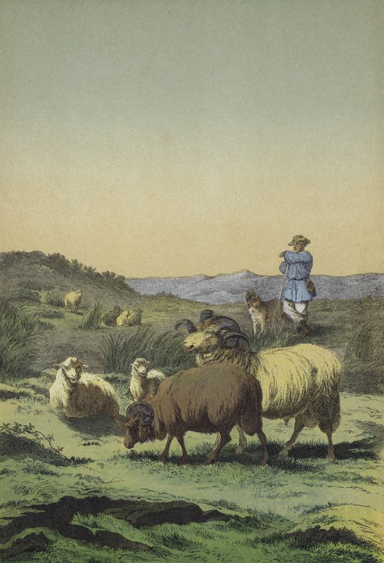 Heidevelden van Centraal-Europa: herder en herdershond met heideschapen en merinoschapen door European School