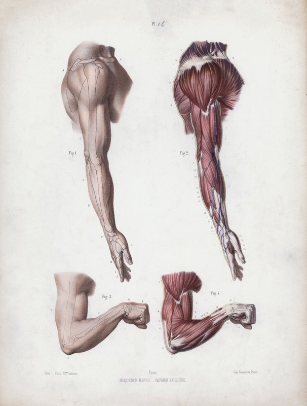 Illustratie voor De Anatomie van de Externe Vormen van de Mens: Mannelijke arm en handen door European School