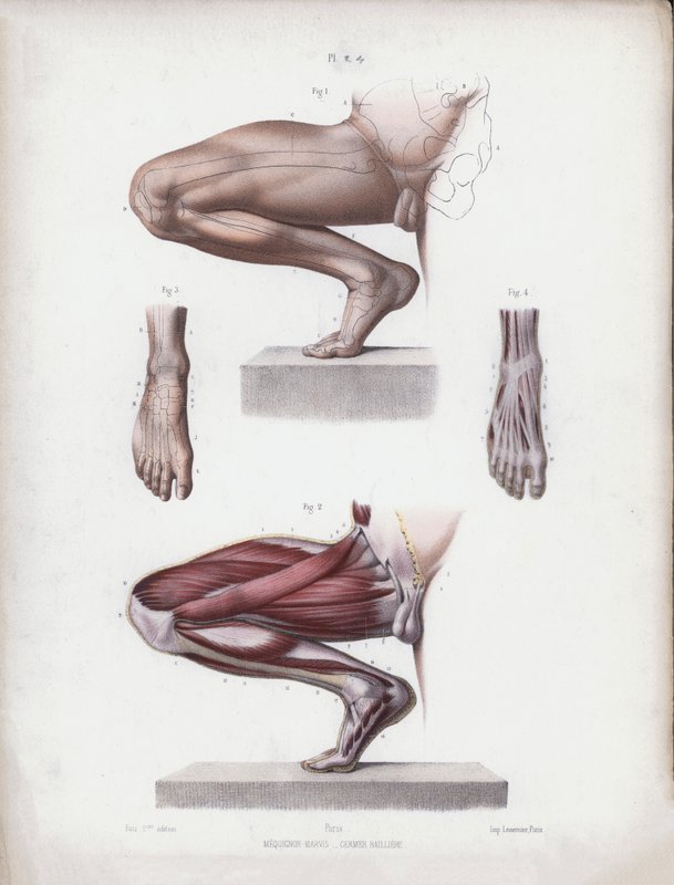 Illustratie voor De Anatomie van de Externe Vormen van de Mens: Mannelijk been en voet door European School
