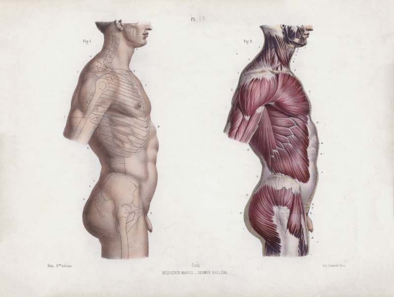 Illustratie voor De Anatomie van de Externe Vormen van de Mens: Mannelijke torso, zijaanzicht door European School