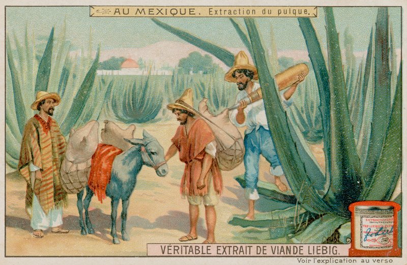 Mexicaan haalt pulque uit een cactus door European School