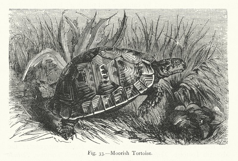 Moorse schildpad (gravure) door European School
