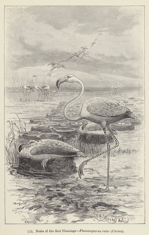 Nesten van de rode flamingo, Phoenicopterus ruber, Cuvier (gravure) door European School