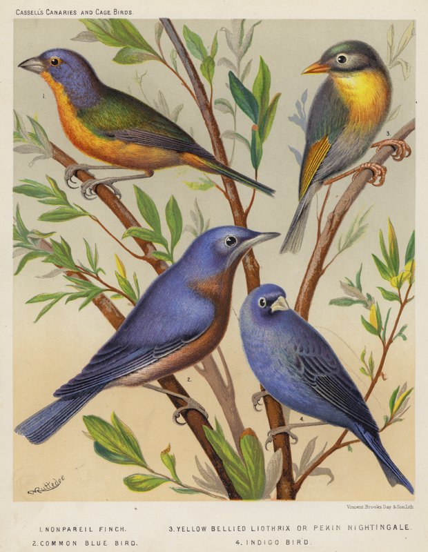 Nonpareil Vink, Geelbuik Liothrix of Pekin Nachtegaal, Gewone Blauwe Vogel, Indigo Vogel door European School