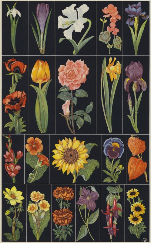 Pagina uit kinderprentenboek Bloemen (kleurenlitho) door European School
