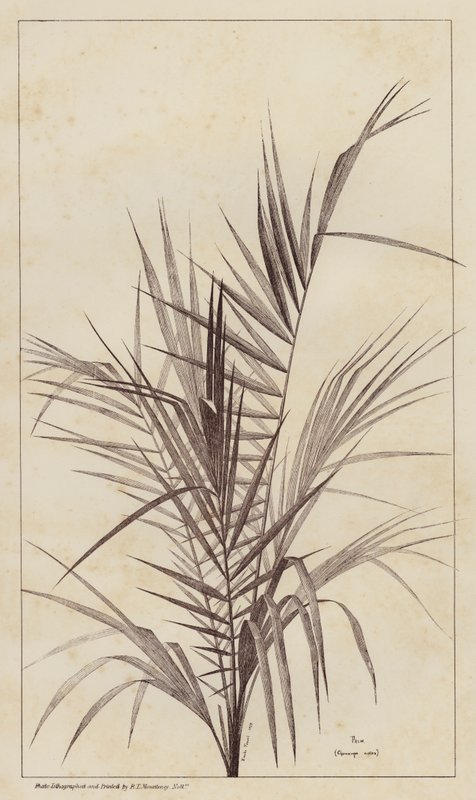 Palm, Chamaerops Exelsa door European School