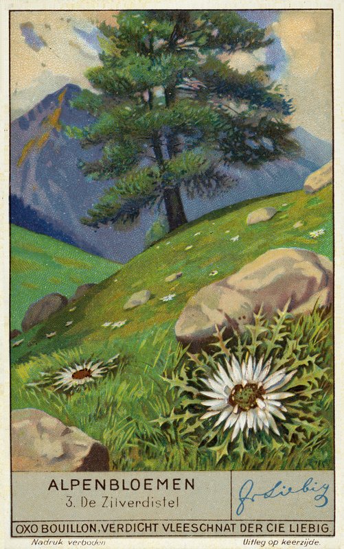 Zilte distel (chromolitho) door European School