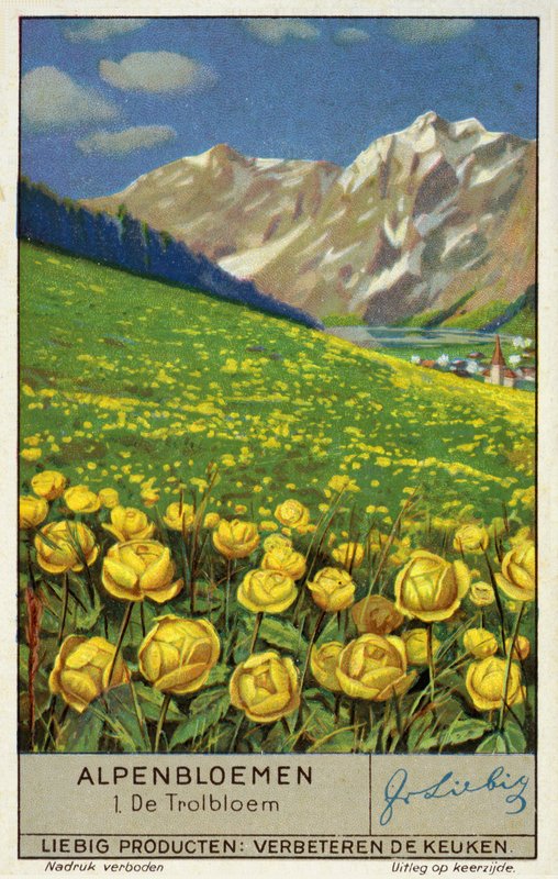 Trollius (bolbloem) (chromolitho) door European School