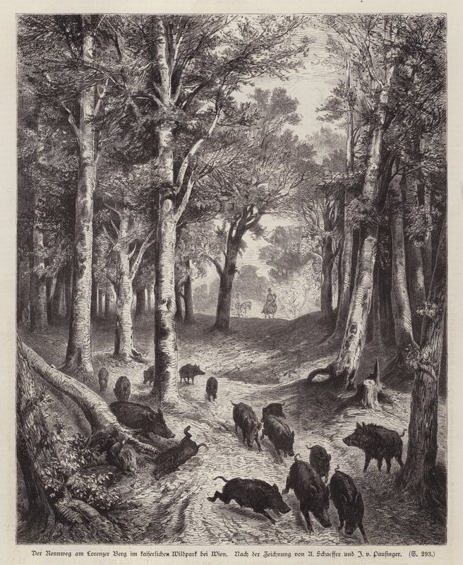 Wilde zwijnen op de Lorenzer Berg in het Keizerlijk Park in Wenen, Oostenrijk door European School