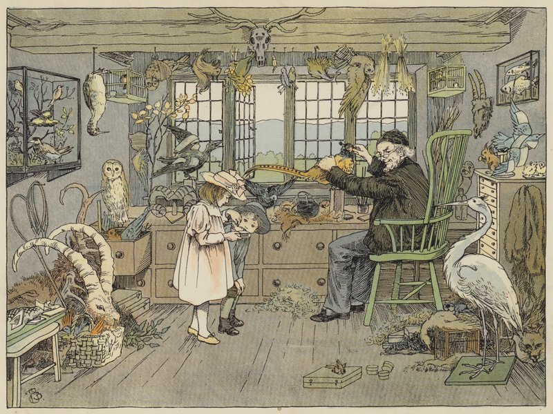 Bird-Stuffer (kleurenlitho) door Francis Donkin Bedford