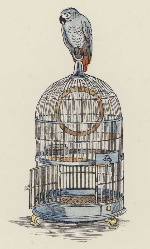 Papegaai zittend bovenop zijn kooi (kleurenlitho) door Francis Donkin Bedford