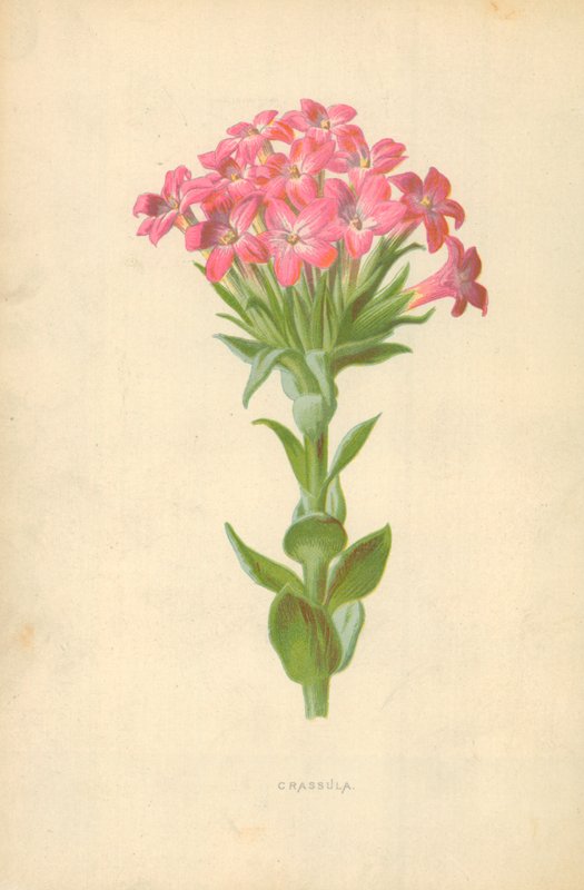 Crassula door Frederick Edward Hulme
