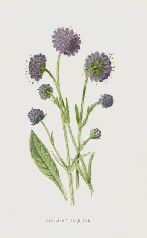 Blauwe knoop door Frederick Edward Hulme