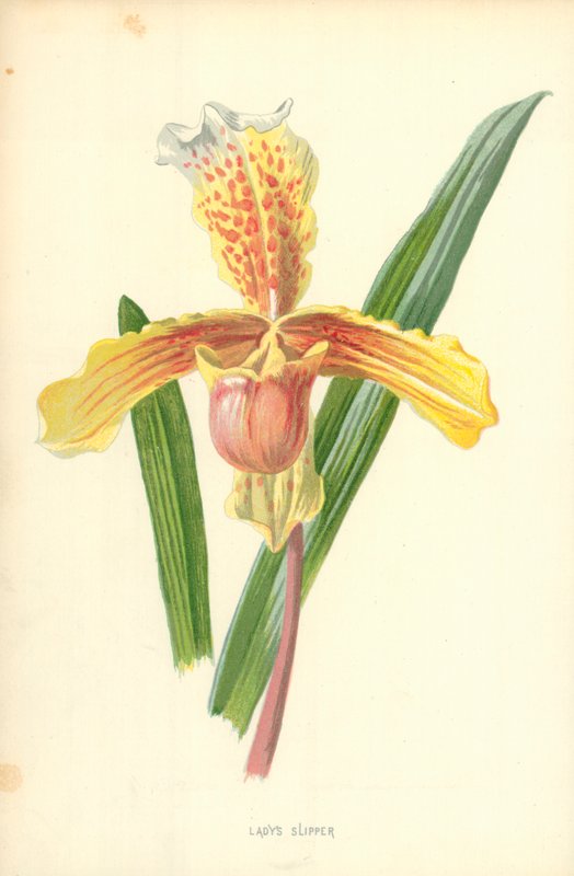 Vrouwenschoentje door Frederick Edward Hulme