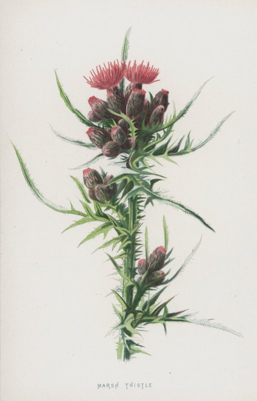 Moerasdistel door Frederick Edward Hulme